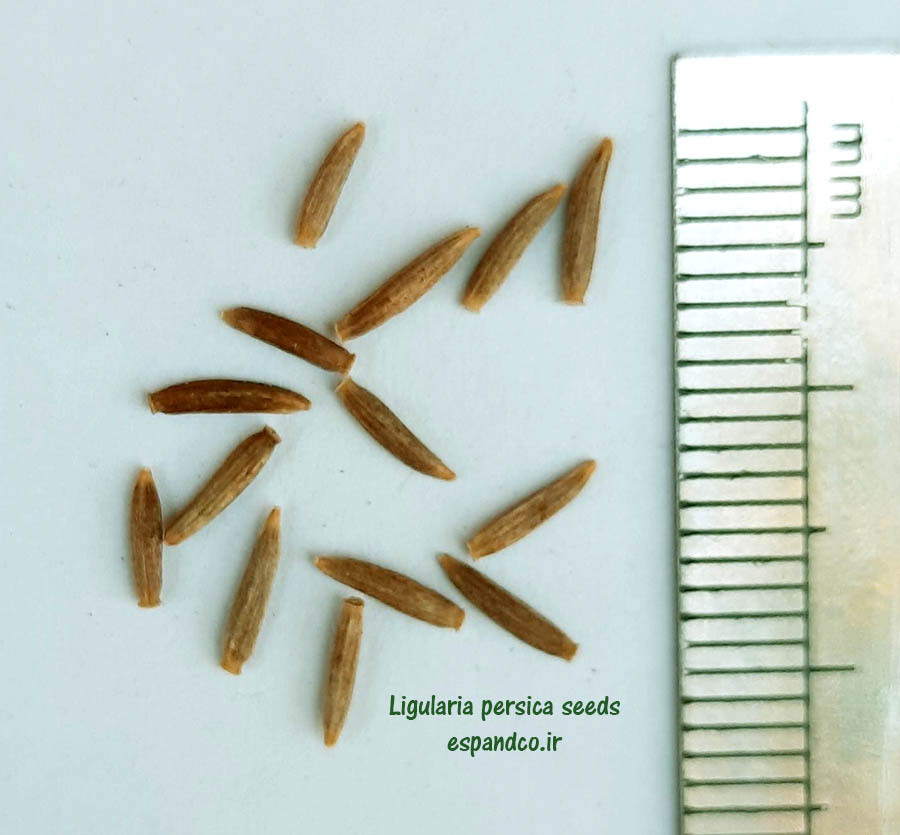  Ligularia persica seeds 